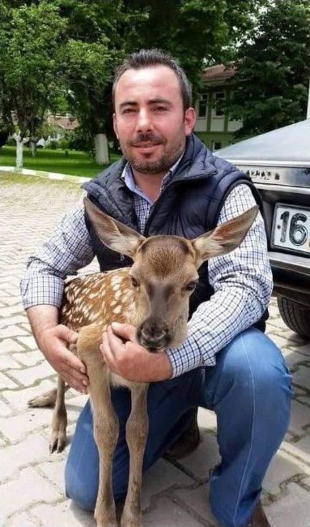 10 Günlük Geyik Yavrusuna Vatandaş Sahip Çıktı 1