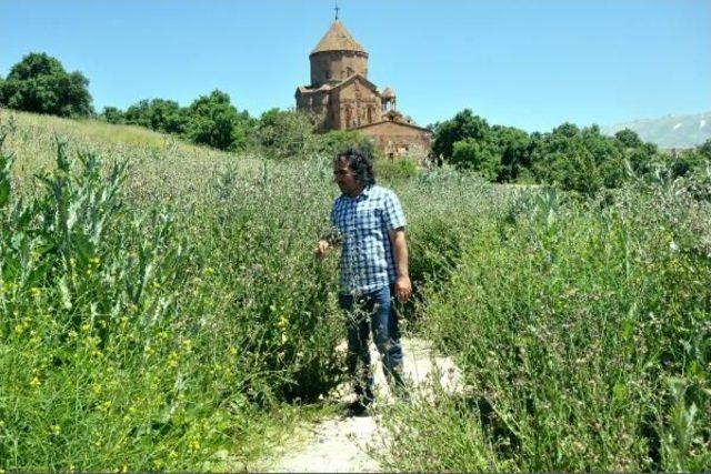 Tavşanla Mücadele Akdamar Adası'na Hayat Verdi