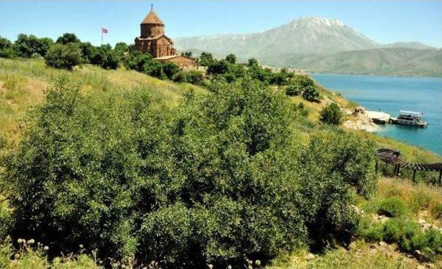 Tavşanla Mücadele Akdamar Adası'na Hayat Verdi