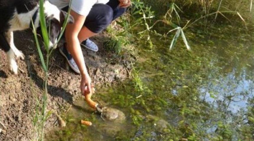 Sulama Kanalındaki Su Kaplumbağası &Ouml;l&uuml;mleri Korkuttu