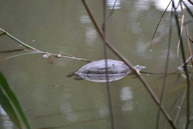 Sulama Kanalındaki Su Kaplumbağası &Ouml;l&uuml;mleri Korkuttu 2
