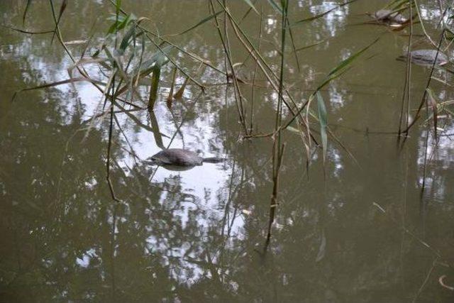 Sulama Kanalındaki Su Kaplumbağası &Ouml;l&uuml;mleri Korkuttu 3