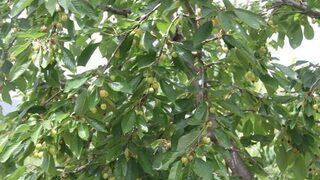 Çankırı’da Kirazları Soğuk Vurdu