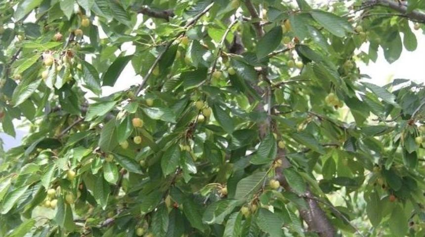 Çankırı’da Kirazları Soğuk Vurdu