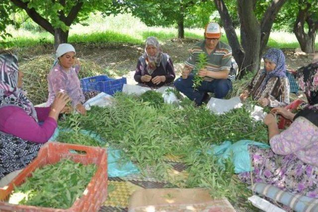 Melisa, Hem Tüketiciyi Hem De Üreticiyi Rahatlattı