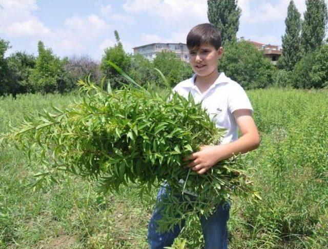 Melisa, Hem Tüketiciyi Hem De Üreticiyi Rahatlattı