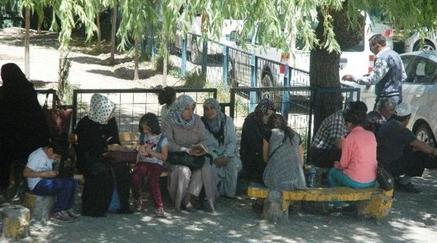 Van&rsquo;da Lys Heyecanı