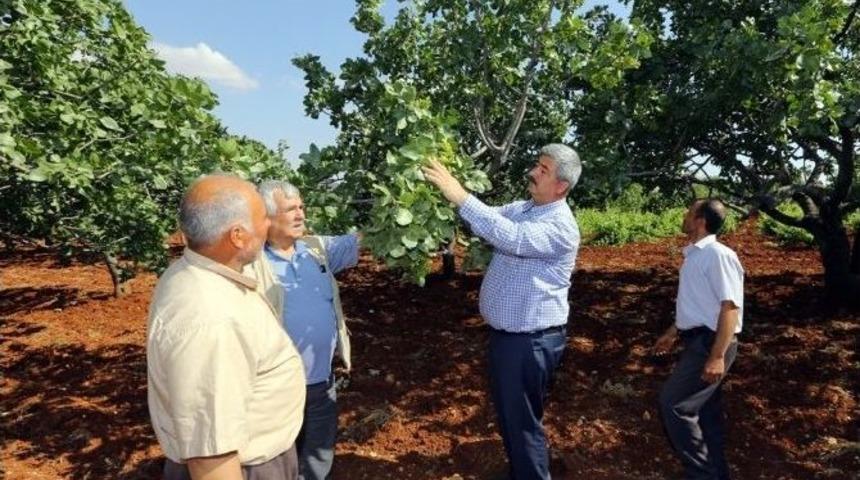 B&uuml;y&uuml;kşehir Antep Fıstığına El Attı