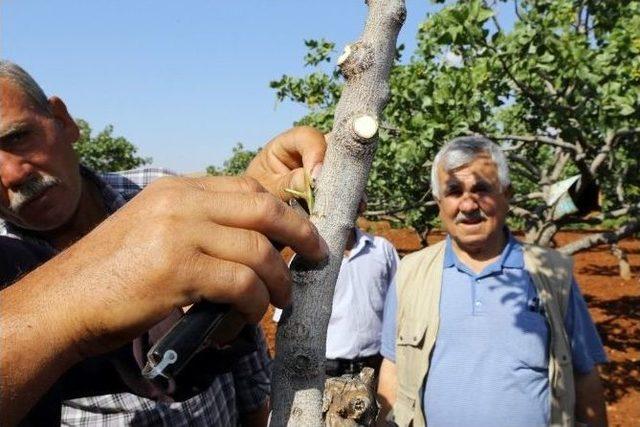 Büyükşehir Antep Fıstığına El Attı