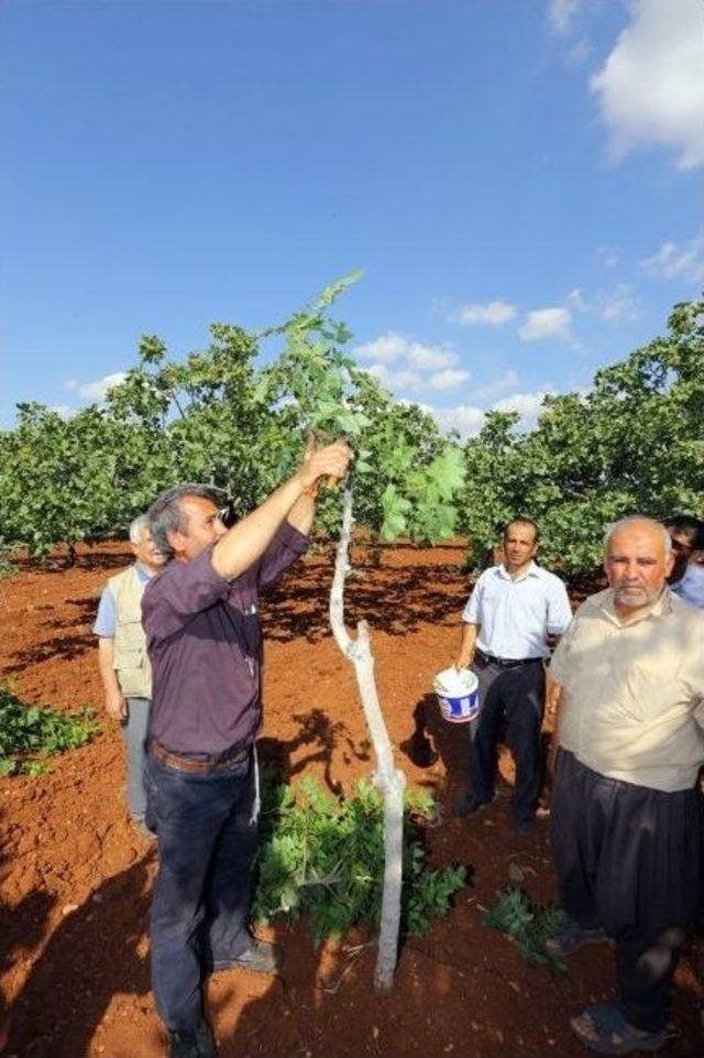 Büyükşehir Antep Fıstığına El Attı