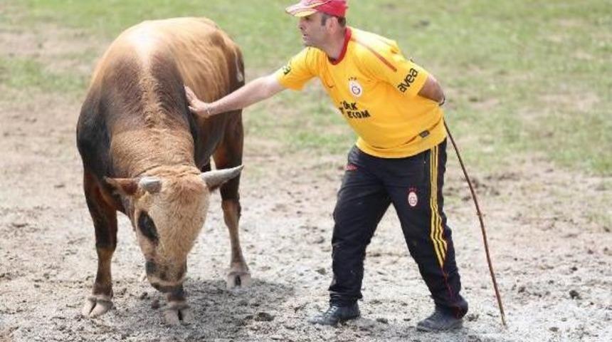 Artvin Kafkas&ouml;r Festivali&rsquo;Nde Boğalar Kapıştı