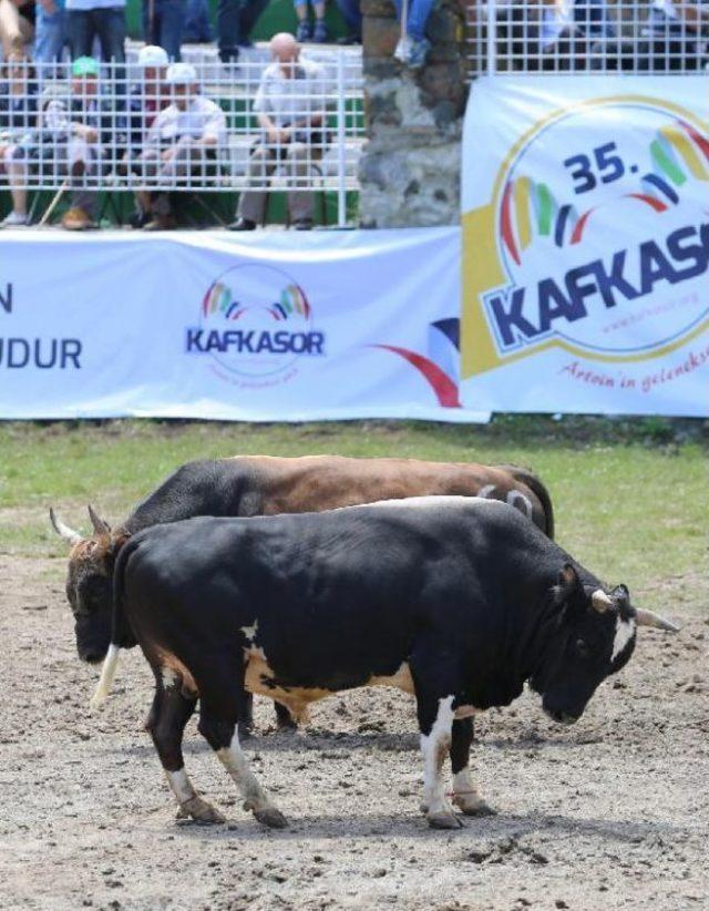 Artvin Kafkasör Festivali’Nde Boğalar Kapıştı