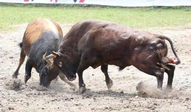 Artvin Kafkasör Festivali’Nde Boğalar Kapıştı