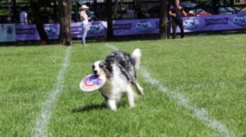 K&ouml;pekler Frizbiyi Havada Yakalamak İ&ccedil;in Yarıştı