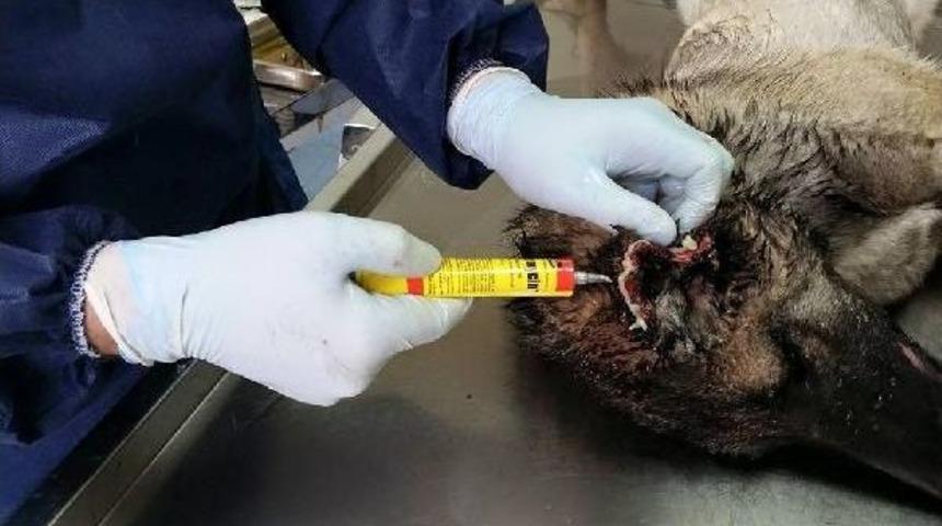 'k&ouml;peğin Kulağını Kesmekle Hır&ccedil;ın Olmaz, Eziyet Olur'