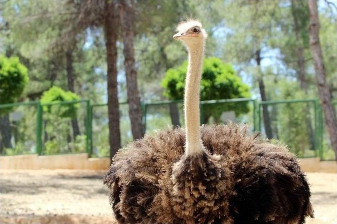 Safari Yapan Muhabirlerin Zor Anları