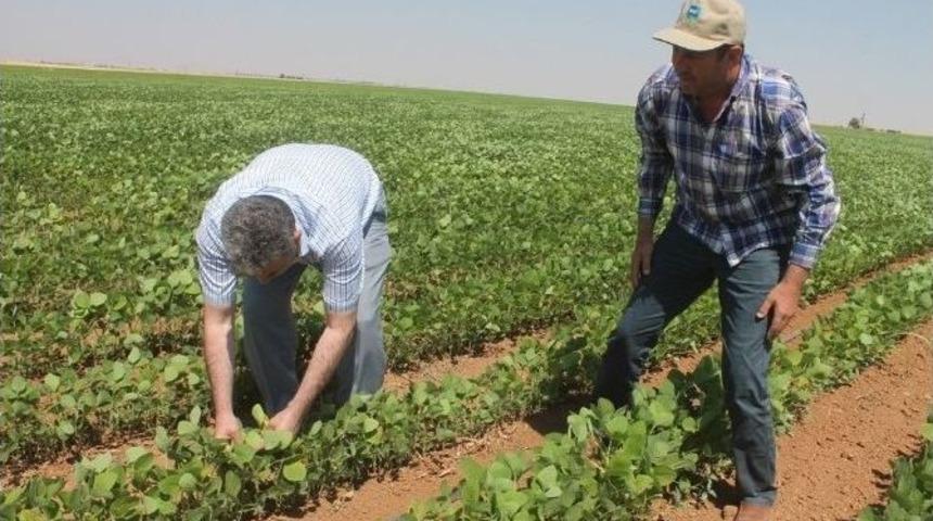 Mardin Ovasında Soya Fasulye Mısır&rsquo;a Alternatif &Uuml;r&uuml;n Yolunda