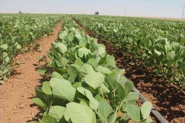 Mardin Ovasında Soya Fasulye Mısır’a Alternatif Ürün Yolunda