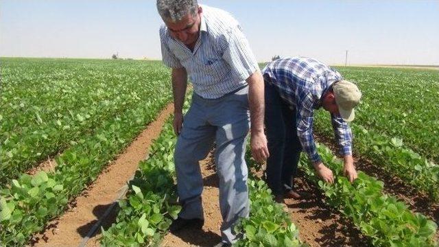 Mardin Ovasında Soya Fasulye Mısır’a Alternatif Ürün Yolunda