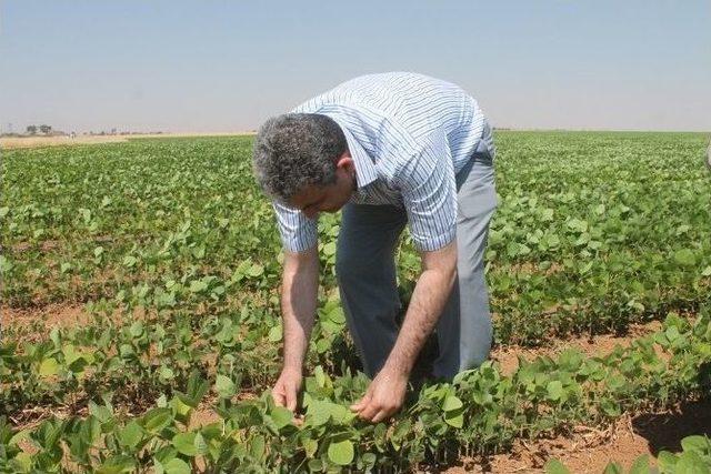 Mardin Ovasında Soya Fasulye Mısır’a Alternatif Ürün Yolunda