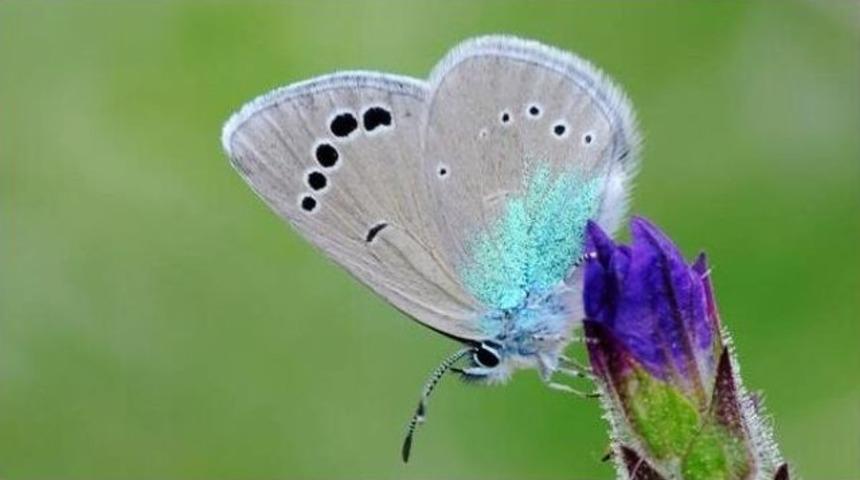 &ldquo;saimbeyli Mavisi&rdquo; Tehdit Altında