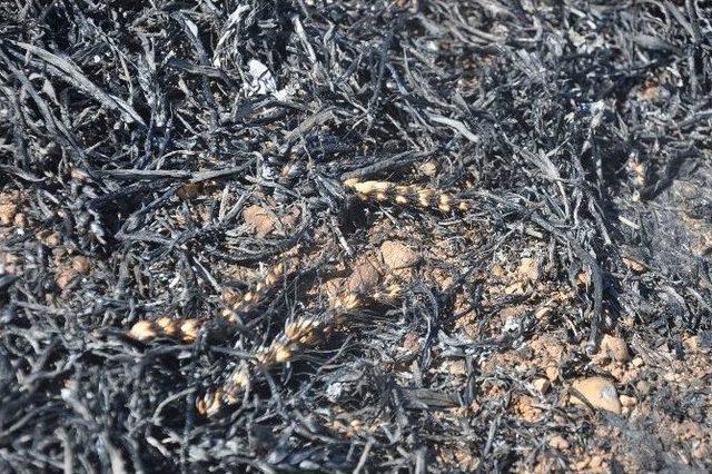 Kahta&rsquo;da 20 D&ouml;n&uuml;ml&uuml;k Buğday Tarlası Yandı 2