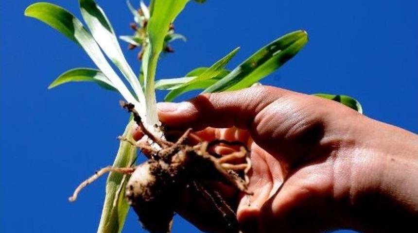 Salep Bitkisinin Fiyatı Altınla Yarışıyor