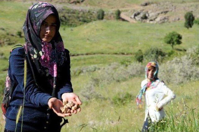 Salep Bitkisinin Fiyatı Altınla Yarışıyor