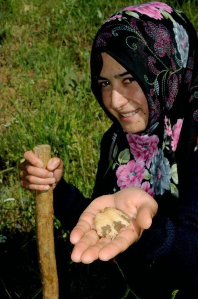 Salep Bitkisinin Fiyatı Altınla Yarışıyor