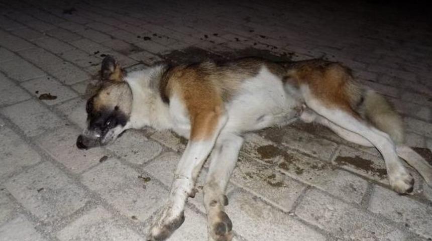 Muğla&rsquo;da Sokak K&ouml;pekleri Zehirlenerek &Ouml;ld&uuml;r&uuml;ld&uuml;