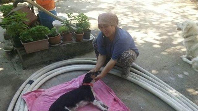 Muğla’da Sokak Köpekleri Zehirlenerek Öldürüldü