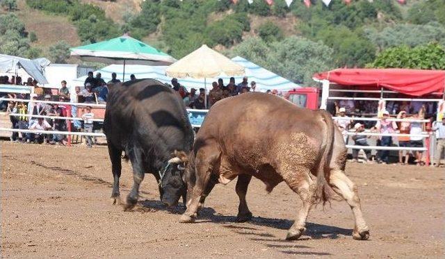 Musluca Arenası Boğalara Dar Geldi