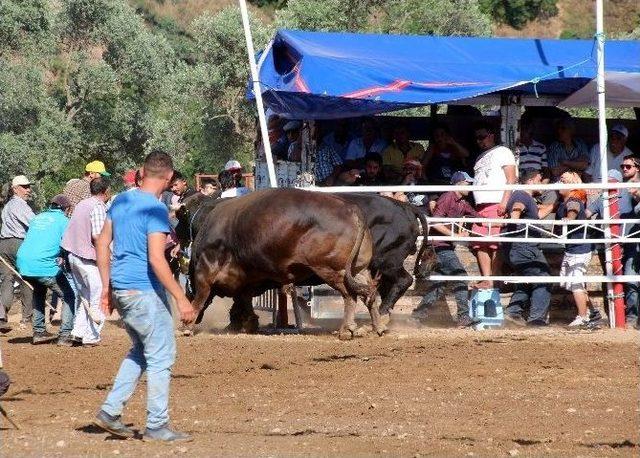 Musluca Arenası Boğalara Dar Geldi