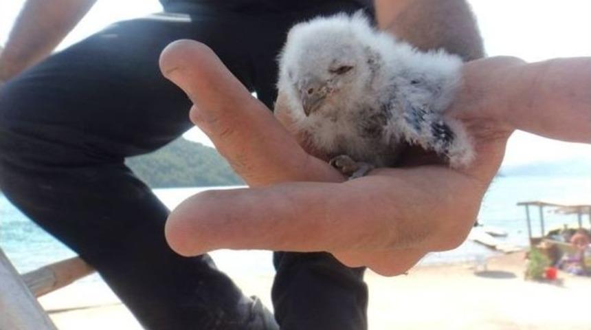 Muğla B&uuml;y&uuml;kşehir Belediyesi Mahsur Kalan Hayvanları Kurtardı