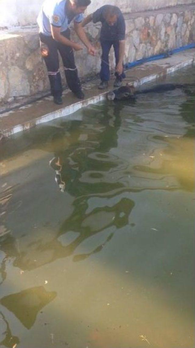 Muğla Büyükşehir Belediyesi Mahsur Kalan Hayvanları Kurtardı