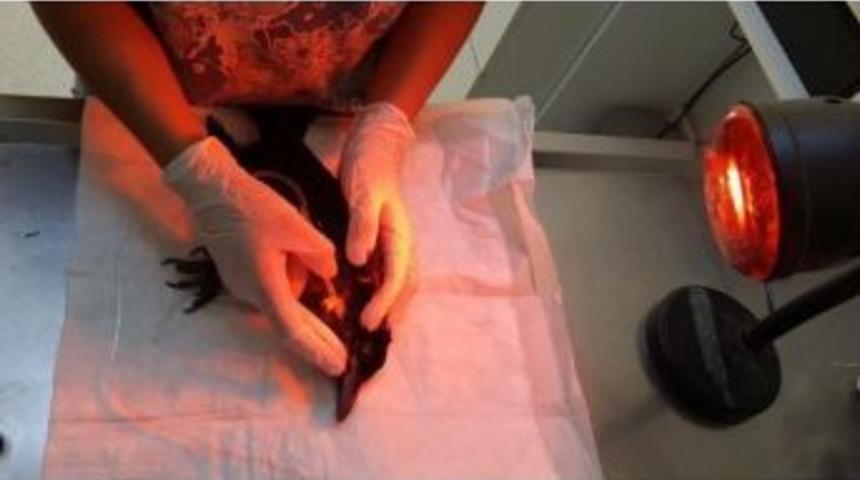 &ldquo;kahraman&rdquo; Karga Tedavi Edilip &Ouml;zg&uuml;rl&uuml;ğe U&ccedil;tu