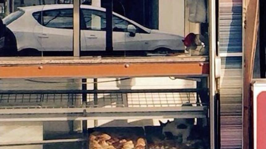 Poğa&ccedil;a Camekanındaki Kedi Tepki &Ccedil;ekti