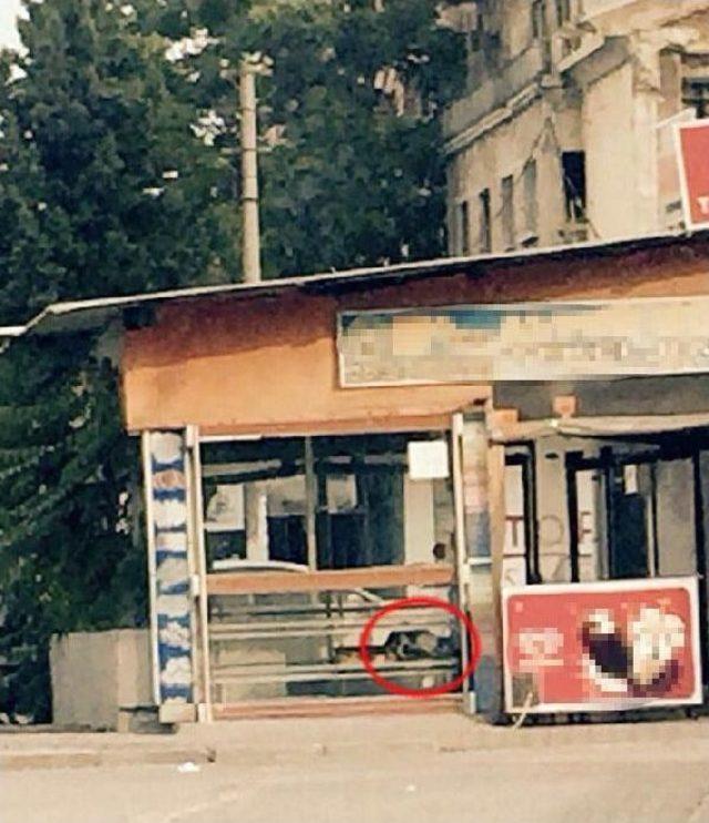 Poğa&ccedil;a Camekanındaki Kedi Tepki &Ccedil;ekti 1