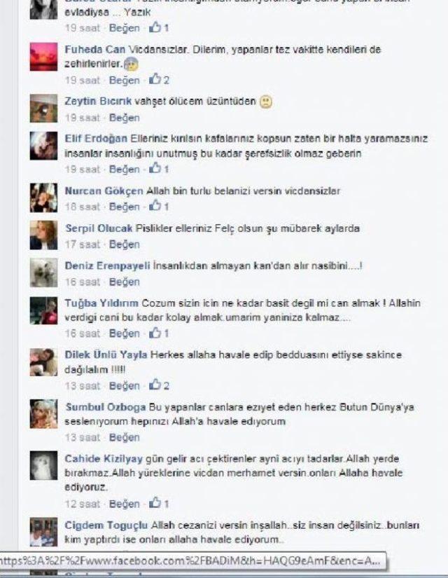 Dalaman da Sokak Hayvanı Katliamına Tepki B&uuml;y&uuml;yor 1