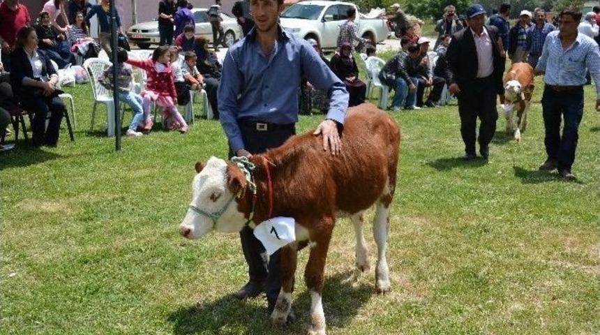 K&uuml;tahya&rsquo;da &rsquo;en G&uuml;zel Buzağı&rsquo; Yarışması