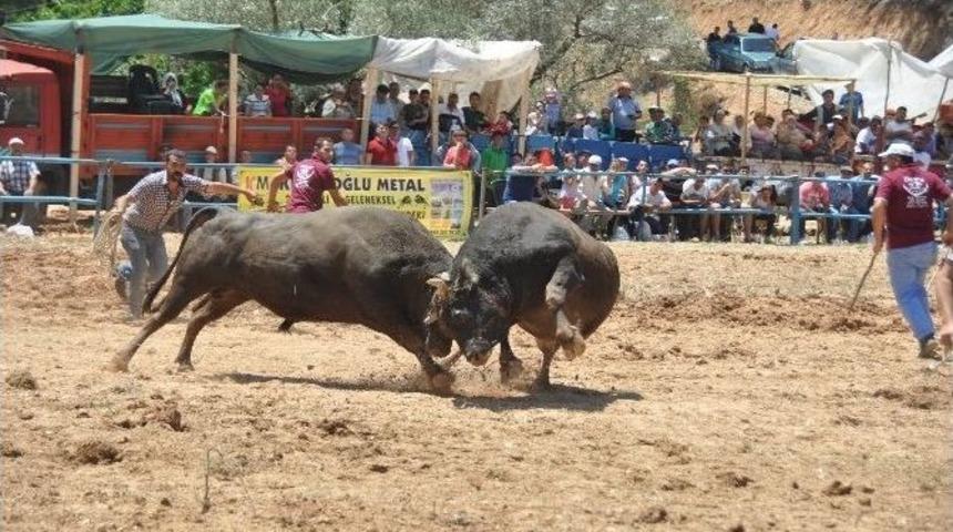 Yatağan&rsquo;da Kıran Kırana Boğa G&uuml;reşi