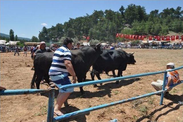 Yatağan’da Kıran Kırana Boğa Güreşi