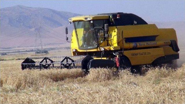 Kızıltepe Ovası’nda Sulu Buğday Hasadına Başlandı