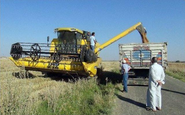 Kızıltepe Ovası’nda Sulu Buğday Hasadına Başlandı