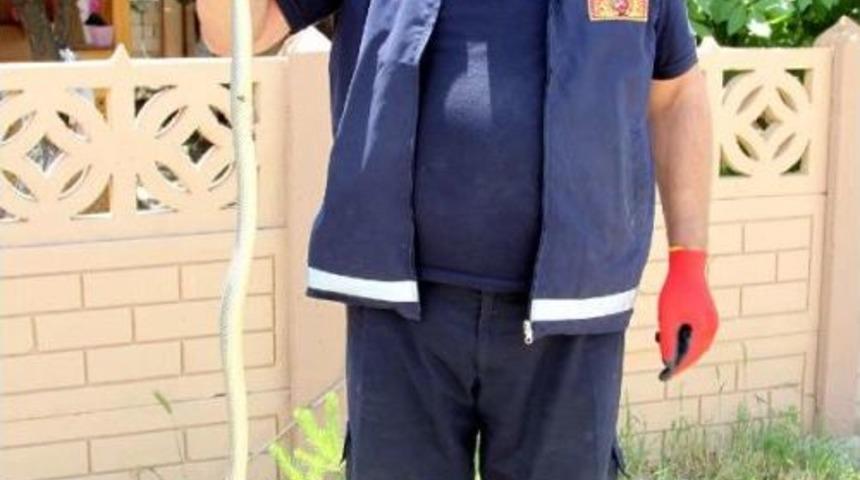 Evin Bah&ccedil;esindeki Yılanı Itfaiye Ekibi Yakaladı