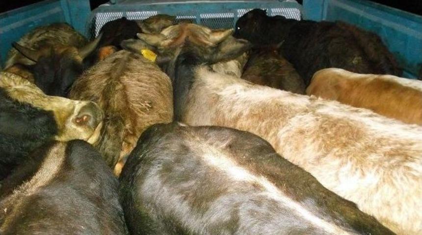 Jandarma Hayvan Hırsızlarına Ge&ccedil;it Vermedi