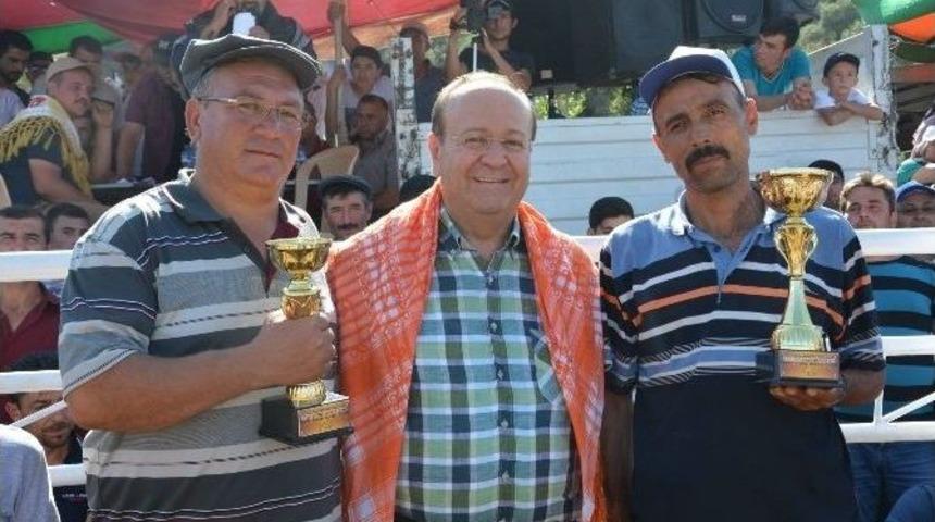 Musluca Arenasında Boğalar Dostluk İ&ccedil;in G&uuml;reşti