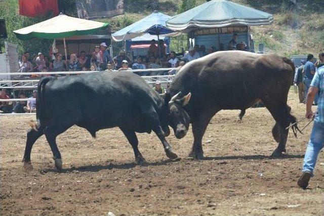 Musluca Arenasında Boğalar Dostluk İçin Güreşti