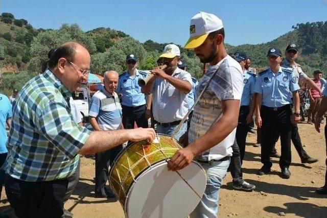 Musluca Arenasında Boğalar Dostluk İçin Güreşti