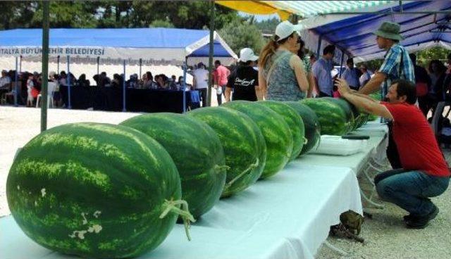 Karpuzlar Festivalde Yarıştı